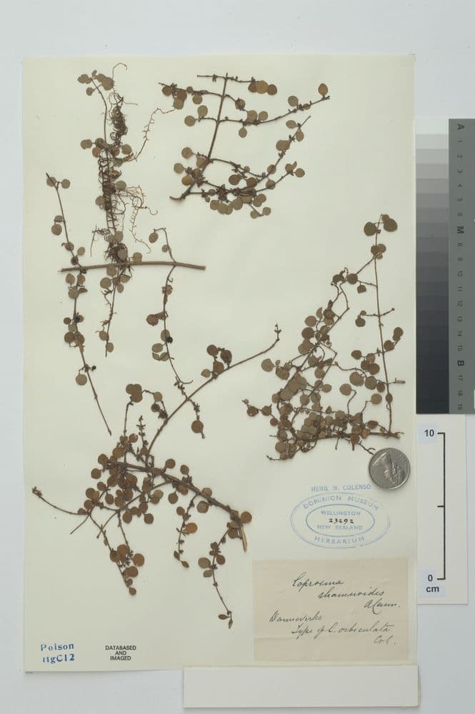 Coprosma rhamnoides A.Cunn. | Collections Online - Museum of New ...
