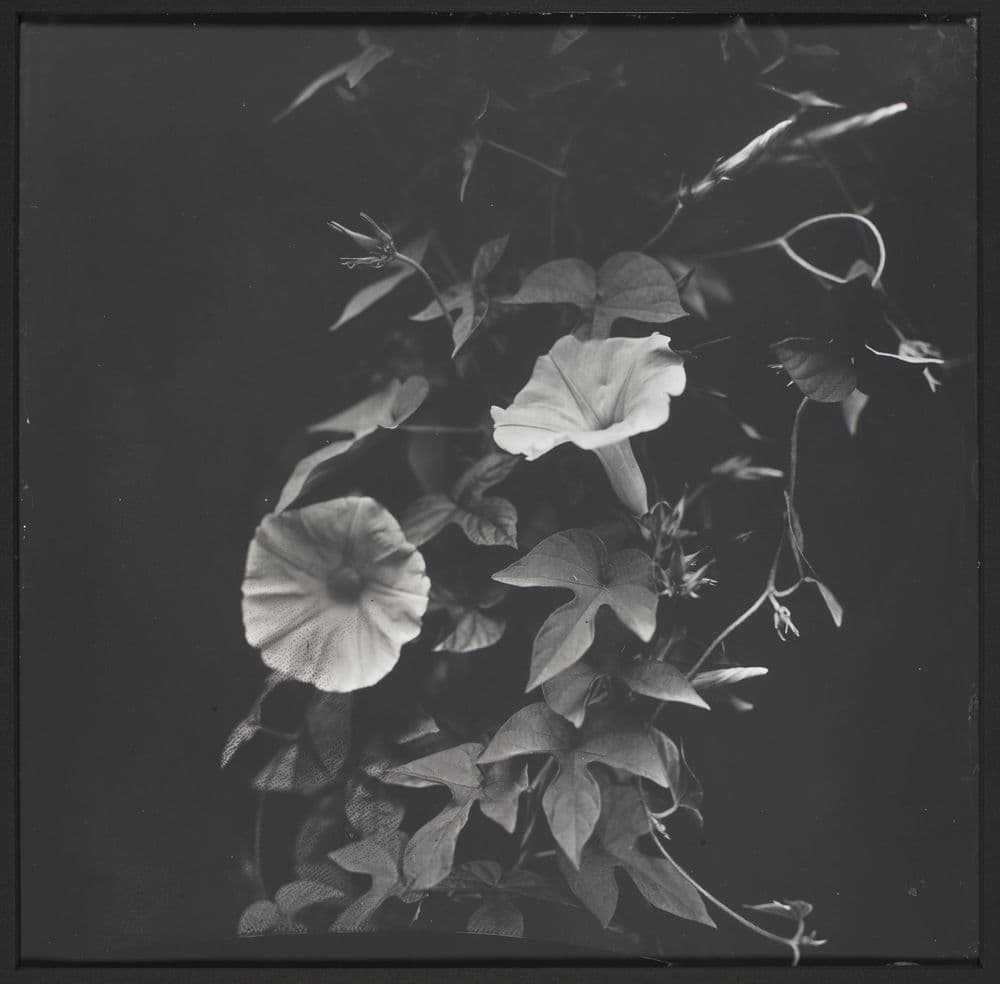 LSA (lysergic acid amide) from morning glory. From the series: LA botanical  | Collections Online - Museum of New Zealand Te Papa Tongarewa