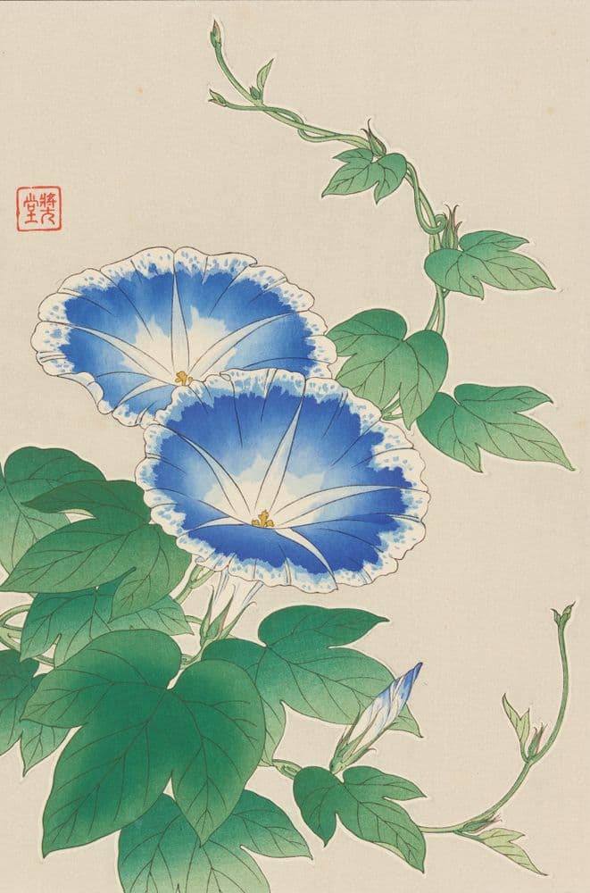 Morning glories | Collections Online - Museum of New Zealand Te