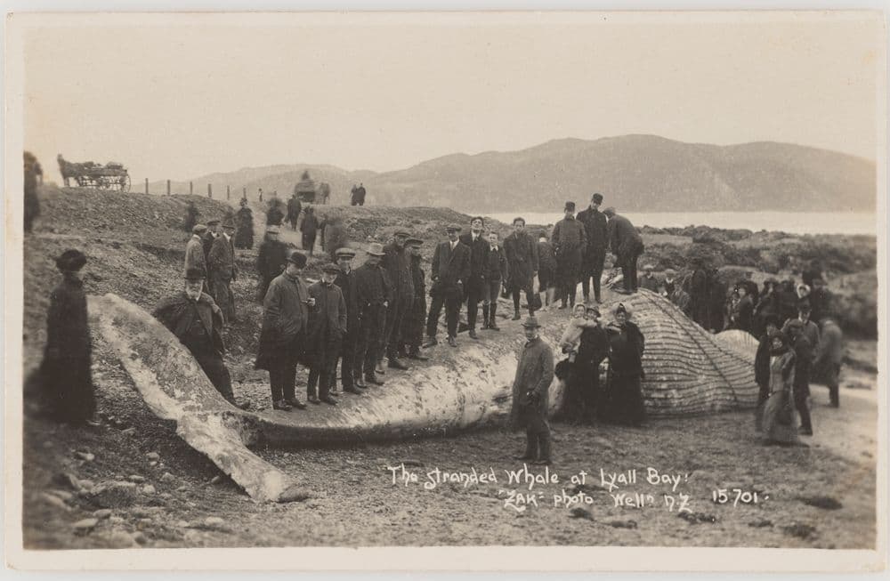 The stranded whale at Lyall Bay | Collections Online - Museum of