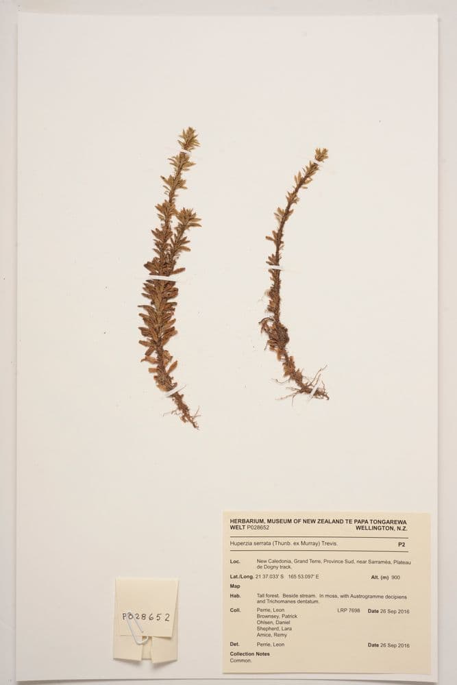 Huperzia serrata (Thunb. ex Murray) Trevis. | Collections Online - Museum  of New Zealand Te Papa Tongarewa