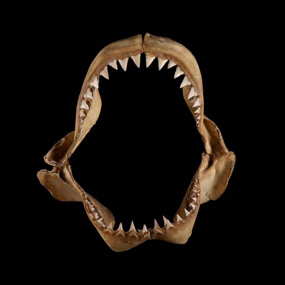 火*神様 ホホジロザメ（Carcharodon carcharias）の歯 46 great white shark, Carcharodon carcharias (Linnaeus, 1758