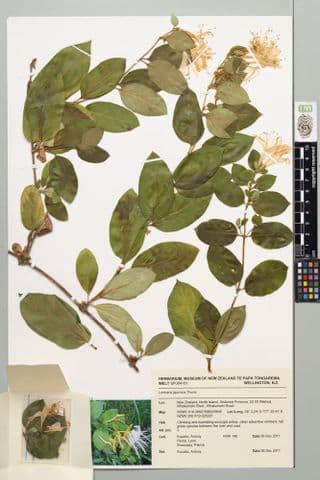 Japanese honeysuckle, Lonicera japonica Thunb. | Collections Online -  Museum of New Zealand Te Papa Tongarewa
